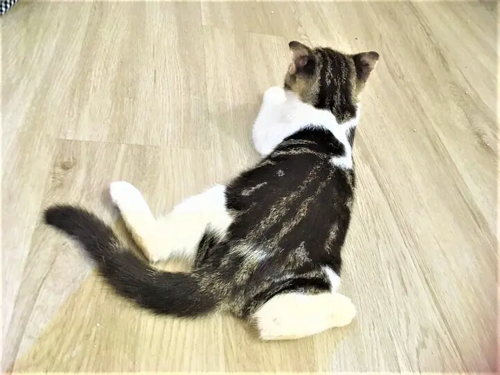 ホーチミンの猫カフェ「CATFE」に行ってみた