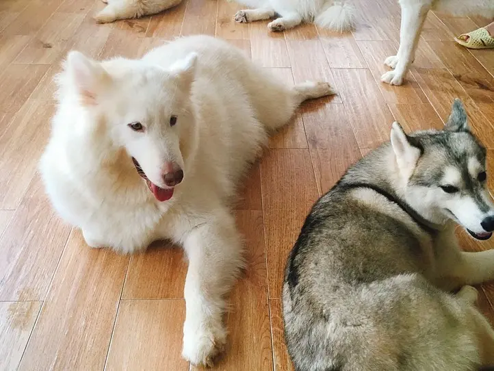 ベトナムのペット事情～ホーチミンで猫を飼ってみた〜
