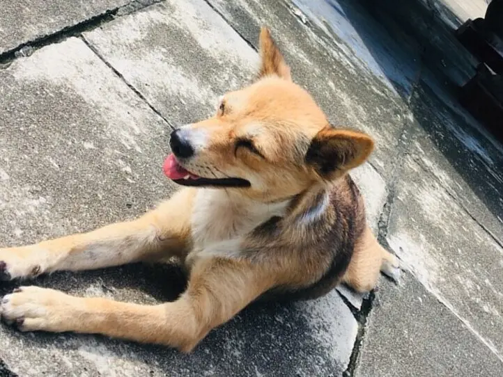 ホイアンで訪れるべき名所４選