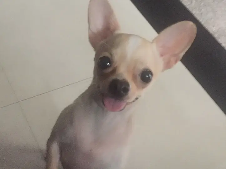 ベトナムの犬の名前事情