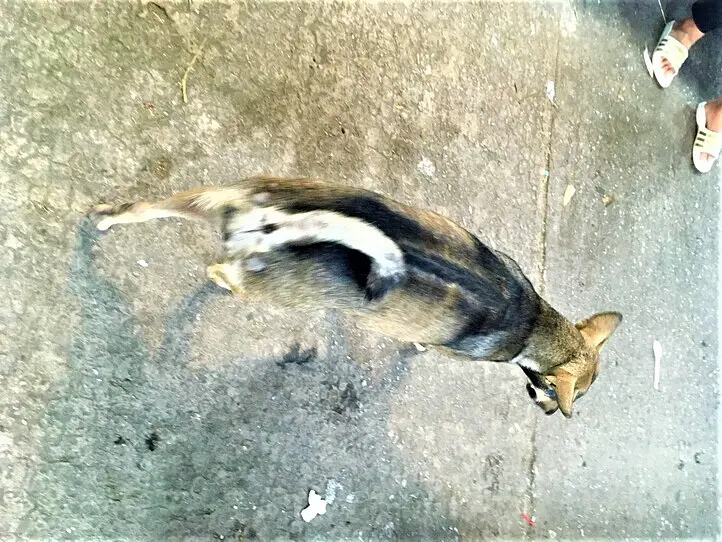 【フーコック】フーコックの観光名所、胡椒畑＆ナイトマーケットへ行こう！