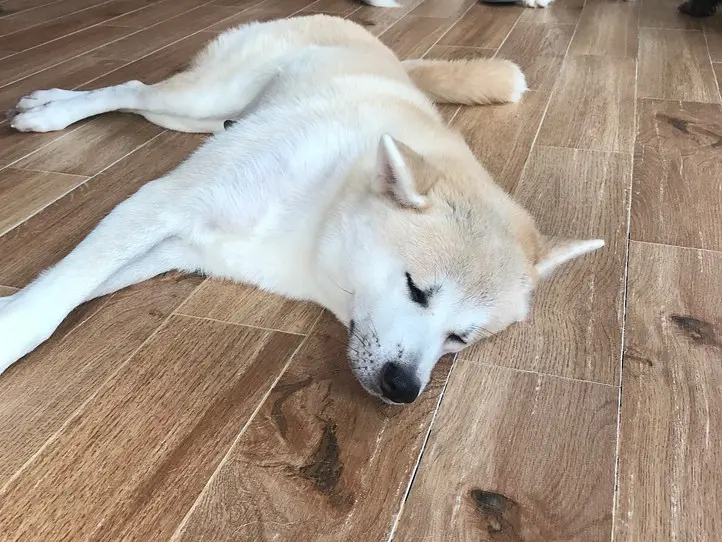 癒し空間！ホーチミンで犬カフェに行くなら、Hachiko Coffee