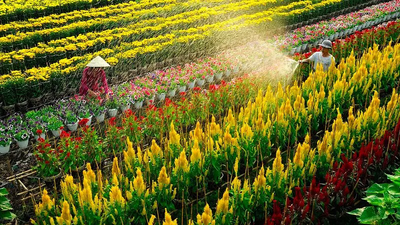 サデック花村 ― メコンデルタに広がる色鮮やかな花の絨毯