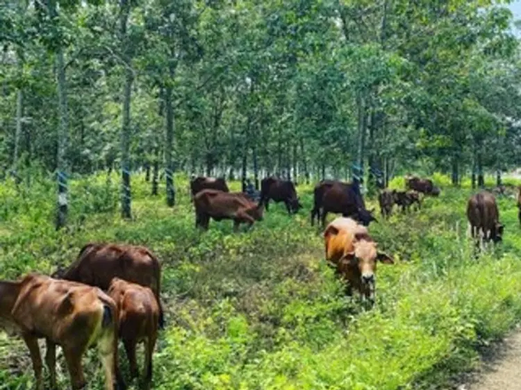 サイゴン・ブルー・トラベル