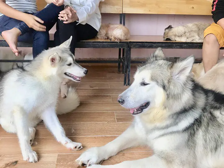 癒し空間！ホーチミンで犬カフェに行くなら、Hachiko Coffee