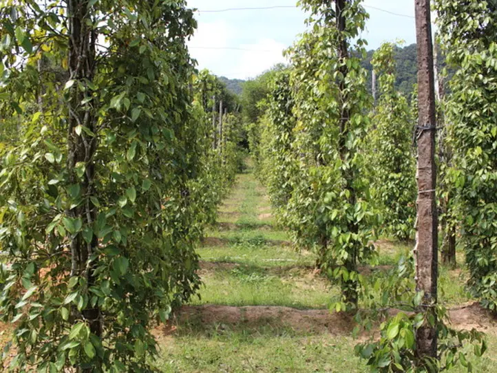 ホーチミン発メコン川クルーズのハイライトをご紹介します！いますぐ出発したくなる