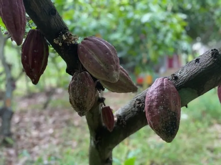 サイゴン・ブルー・トラベル