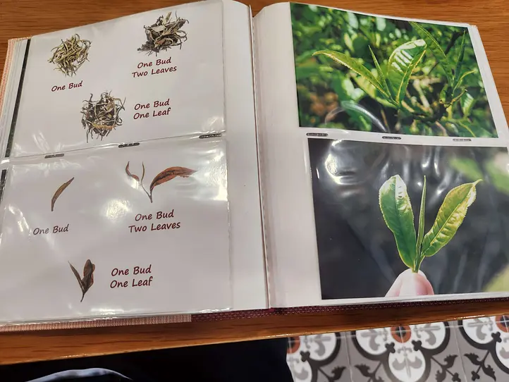 日本人が知らないベトナムのお茶の魅力