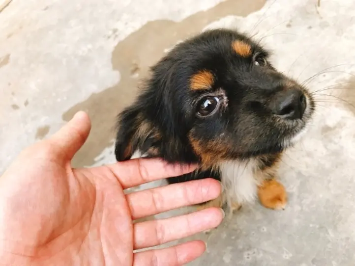 旅のちょこっとベトナム語【その1： かわいい】