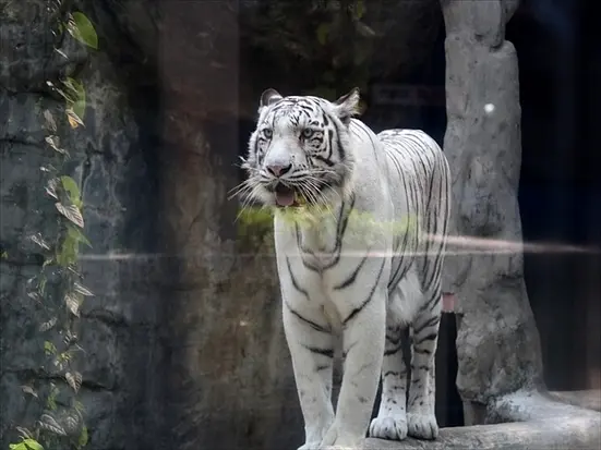 サイゴン動植物園