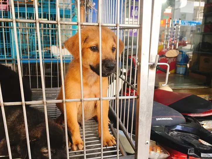 ベトナムのペット事情～ホーチミンで猫を飼ってみた〜