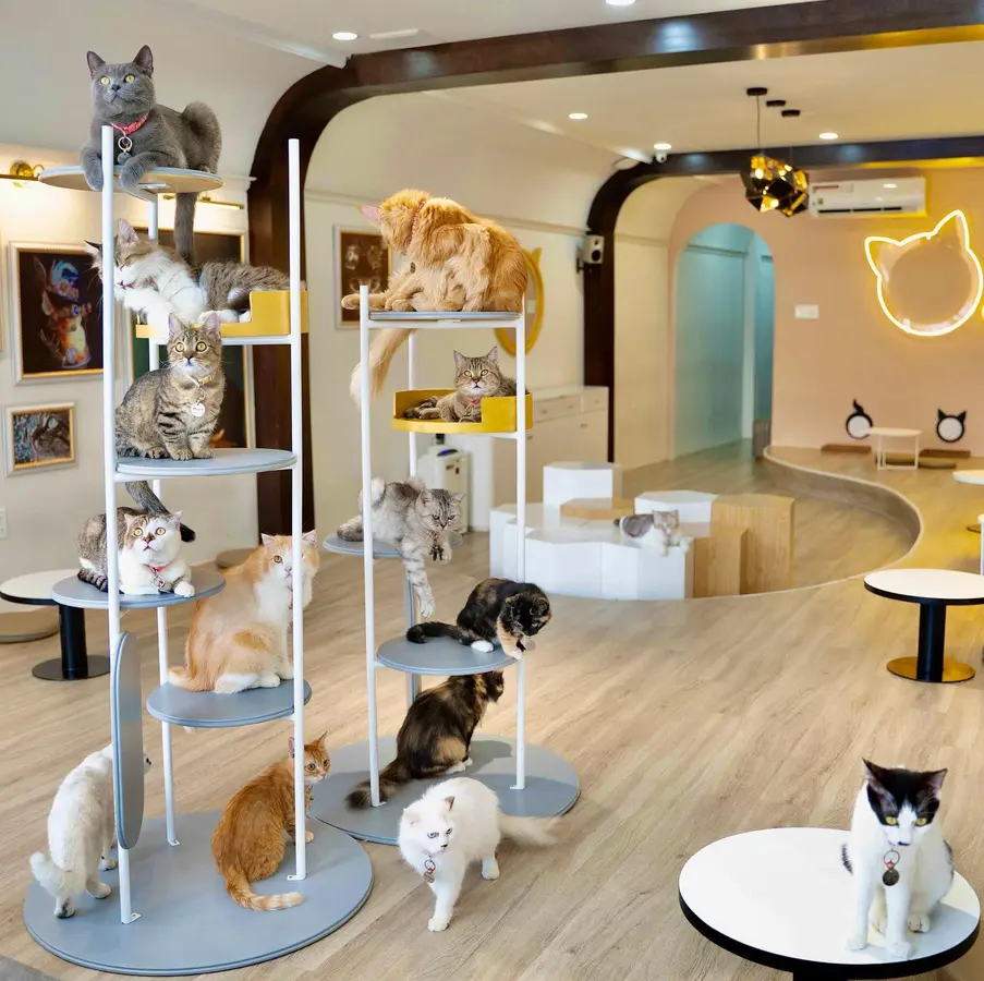ホーチミン市の猫カフェ2選｜CATFEとBoNé Petkeryを紹介