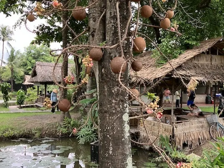 　ホーチミン市内バスに乗ってみた＆郊外の公園に行ってみた