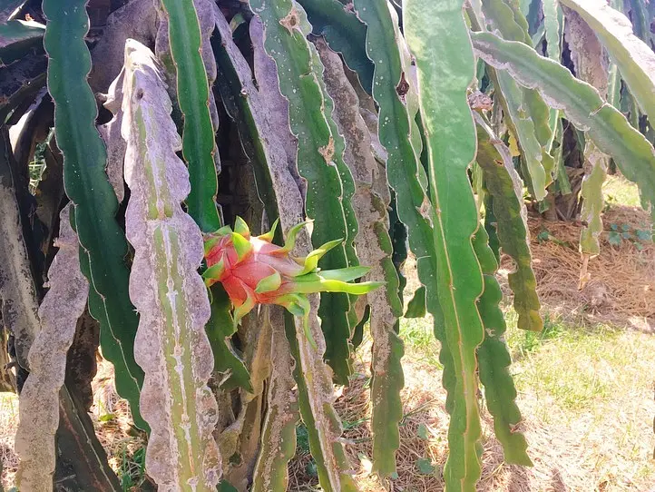 ドラゴンフルーツ畑に行ってみた