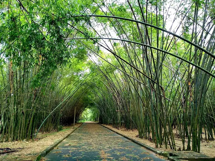 ビンズオン省の必見観光スポット10選｜自然と文化を満喫する週末旅行ガイド