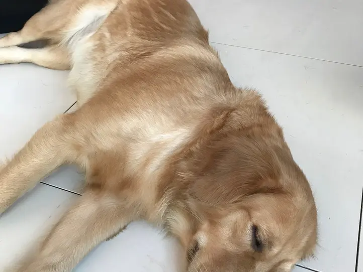 癒し空間！ホーチミンで犬カフェに行くなら、Hachiko Coffee