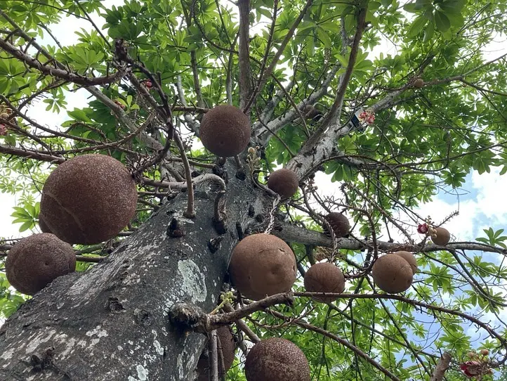　ホーチミン市内バスに乗ってみた＆郊外の公園に行ってみた