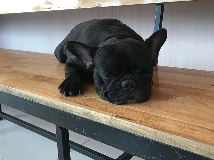 癒し空間！ホーチミンで犬カフェに行くなら、Hachiko Coffee