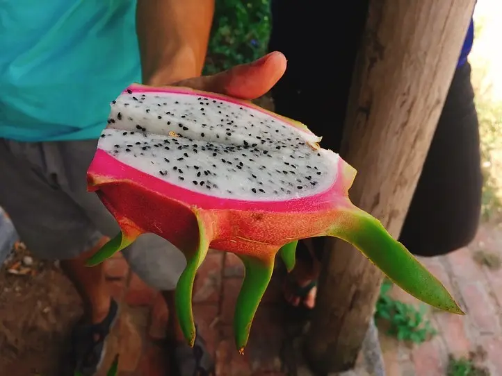 ドラゴンフルーツ畑に行ってみた