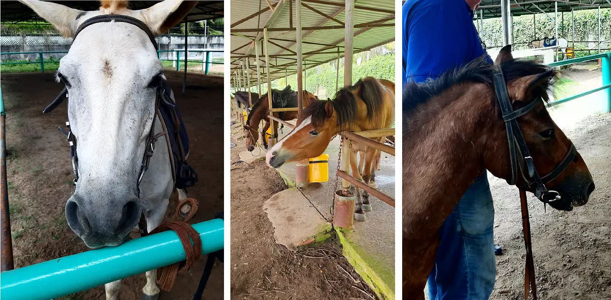 ホーチミン市から30分で行ける乗馬クラブ「Saigon Pony Club」に行ってみた
