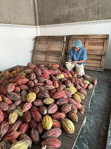 BINON CACAO の物語【後編】—ベトナムカカオ、その多彩な個性