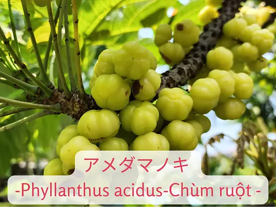 ホーチミンの暑さを忘れさせる！雨季と乾季のベトナムフルーツ特集