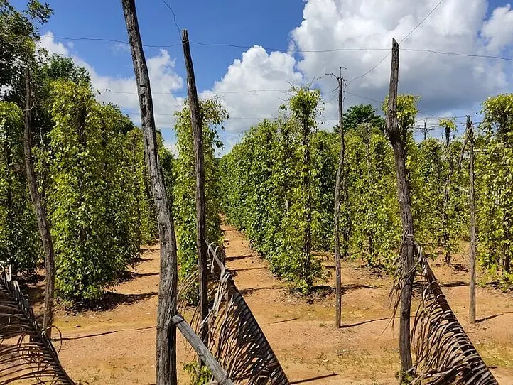 ホーチミンから飛行機で一時間の楽園・「フーコック島」ってどんなところ？