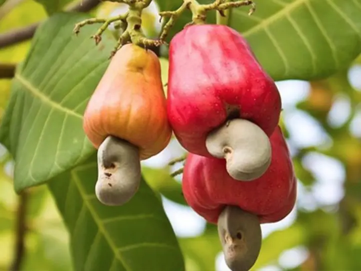 Madam Kyokoの美容と健康に良い【ベトナム産 生カシューナッツ&夏の簡単レシピ】ご紹介！