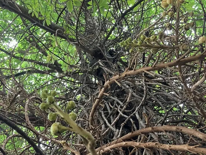 　【プノンペン】ローカルなコーヒー屋さんでコーヒーを飲もう！