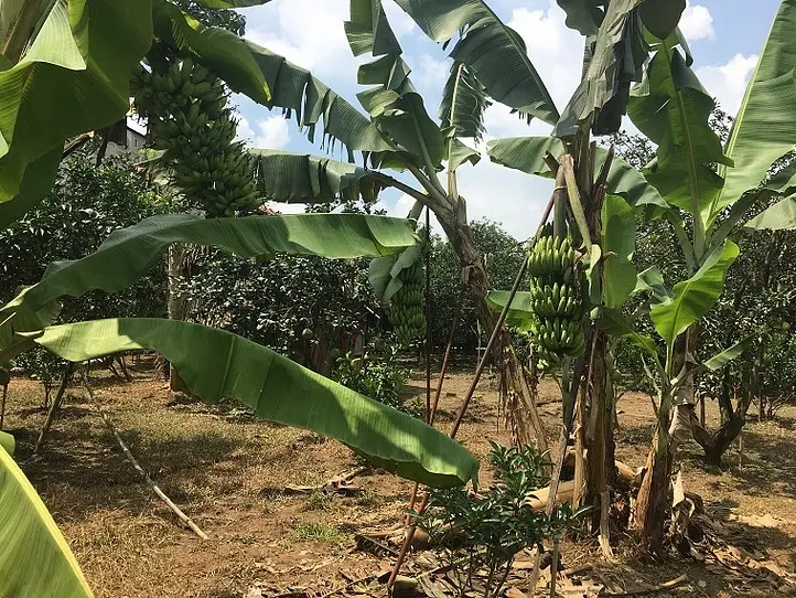 ホーチミンから足を延ばして。ザボン村を訪ねる