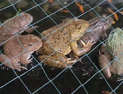 日本とベトナムの「食べない」文化 – 身近な食材に潜む異文化の壁