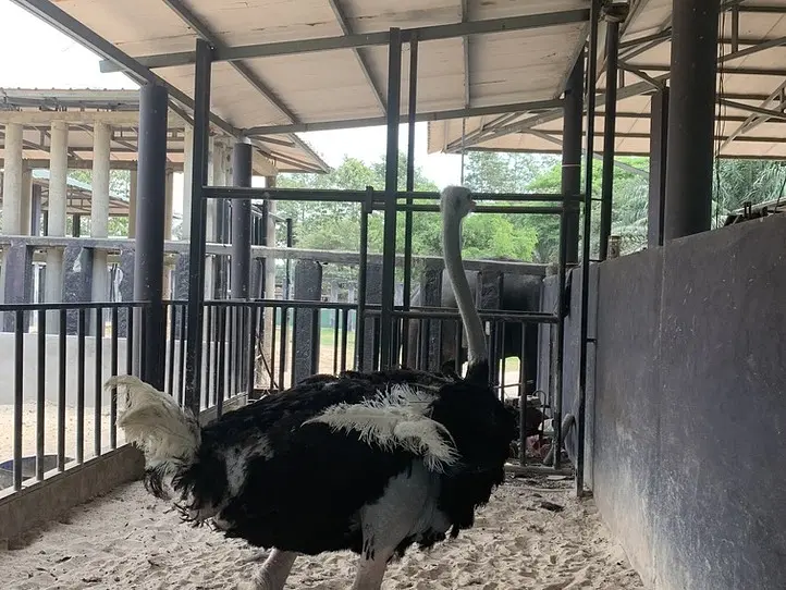 ホーチミンから1時間！ダチョウに乗れる公園 にいってみよう〜Vuon Xoai(Mango Garden Resort)〜