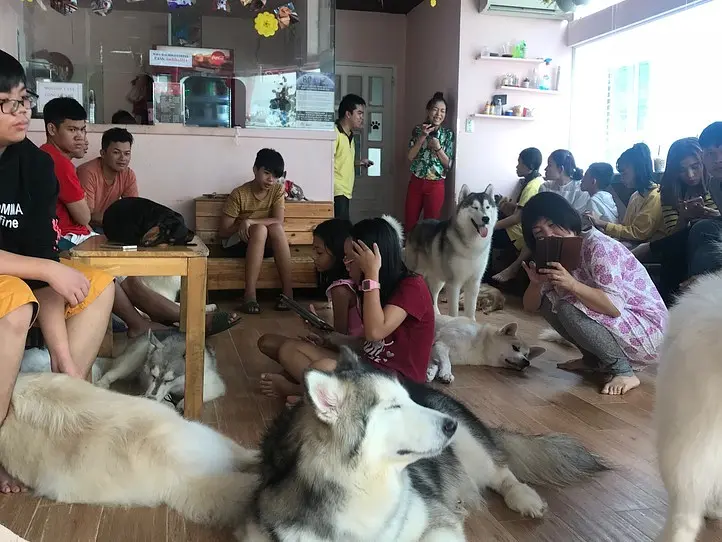 癒し空間！ホーチミンで犬カフェに行くなら、Hachiko Coffee
