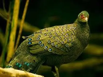 Nam Cat Tien 国立公園 2泊3日ツアー / ベトナム最大級の自然保護区で週末体験