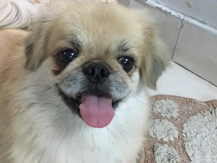 ベトナムの犬の名前事情