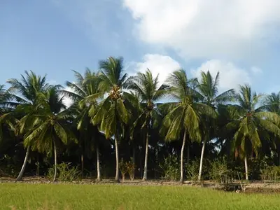 メコン川デルタ地帯、ベンチェー省はココナッツの王国