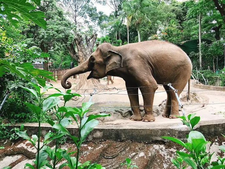 子供から大人まで楽しむことができる、歴史あるサイゴン動植物園