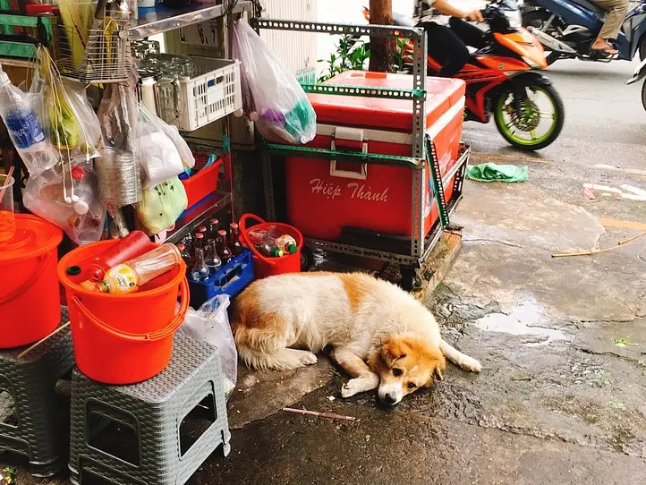 ベトナムのペット事情～ホーチミンで猫を飼ってみた〜