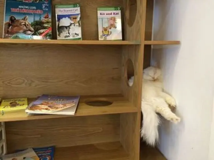 イチキャットカフェ