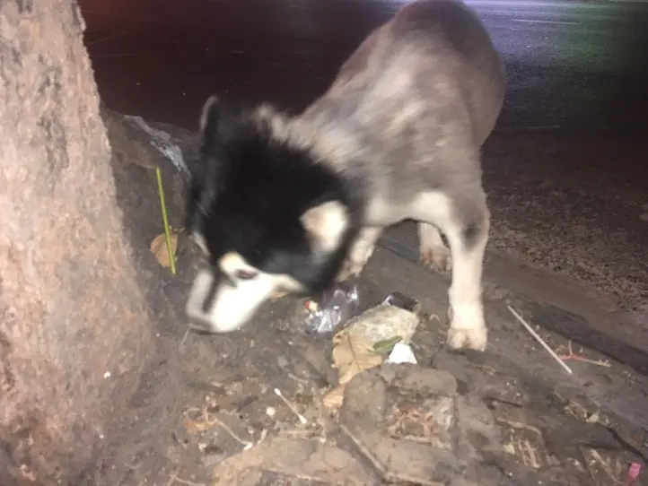 ベトナムのペット事情～ホーチミンで猫を飼ってみた〜