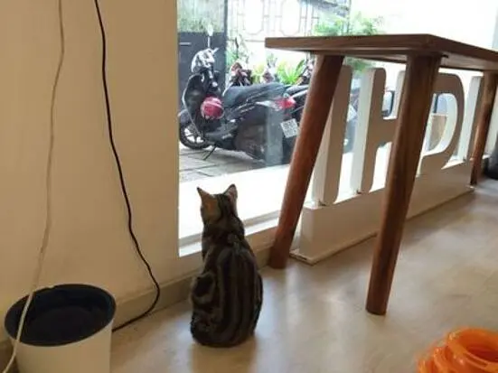 イチキャットカフェ