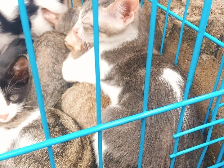 ベトナムのペット事情～ホーチミンで猫を飼ってみた〜