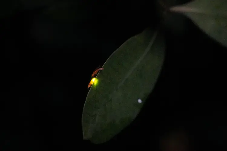 ホーチミン２大観光地！クチトンネル・メコン川クルーズ蛍鑑賞／１日／専用車／昼食・夕食付／日本語ガイド