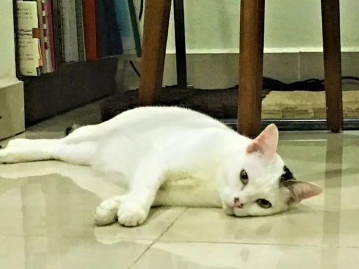 ベトナムで猫の飼い方