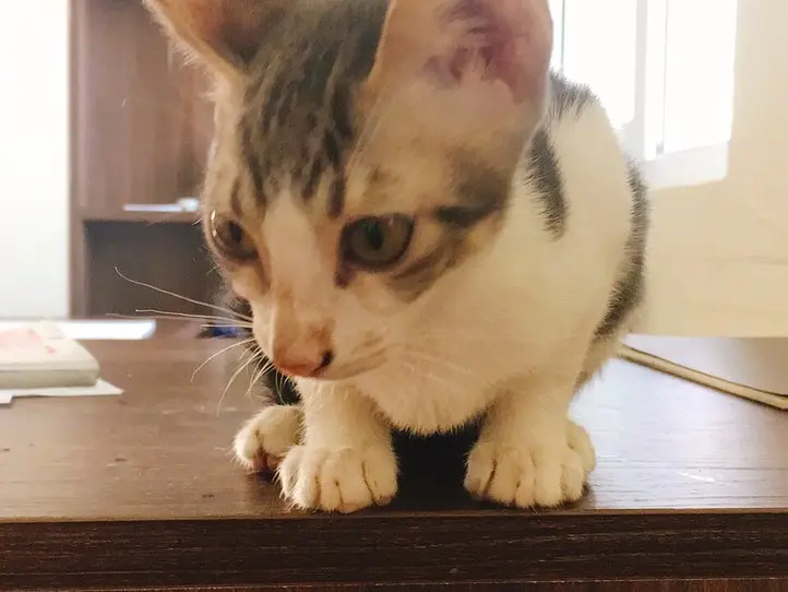 ベトナムのペット事情～ホーチミンで猫を飼ってみた〜