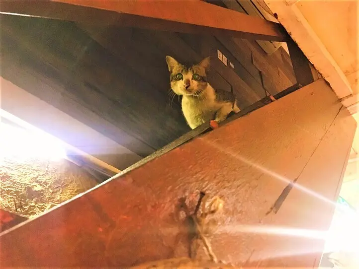 中心街のお手頃ベトナム料理レストラン「ゴックチャウガーデン」