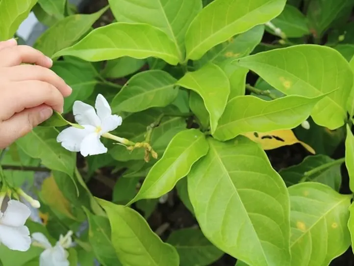 子連れで楽しめる♪フーコック島とは