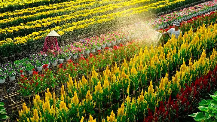 サデック花村 ― メコンデルタに広がる色鮮やかな花の絨毯
