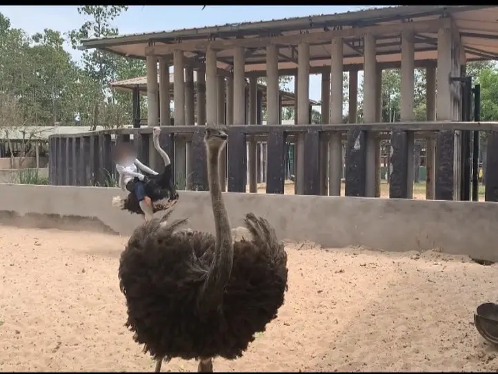 ホーチミンから1時間！ダチョウに乗れる公園 にいってみよう〜Vuon Xoai(Mango Garden Resort)〜