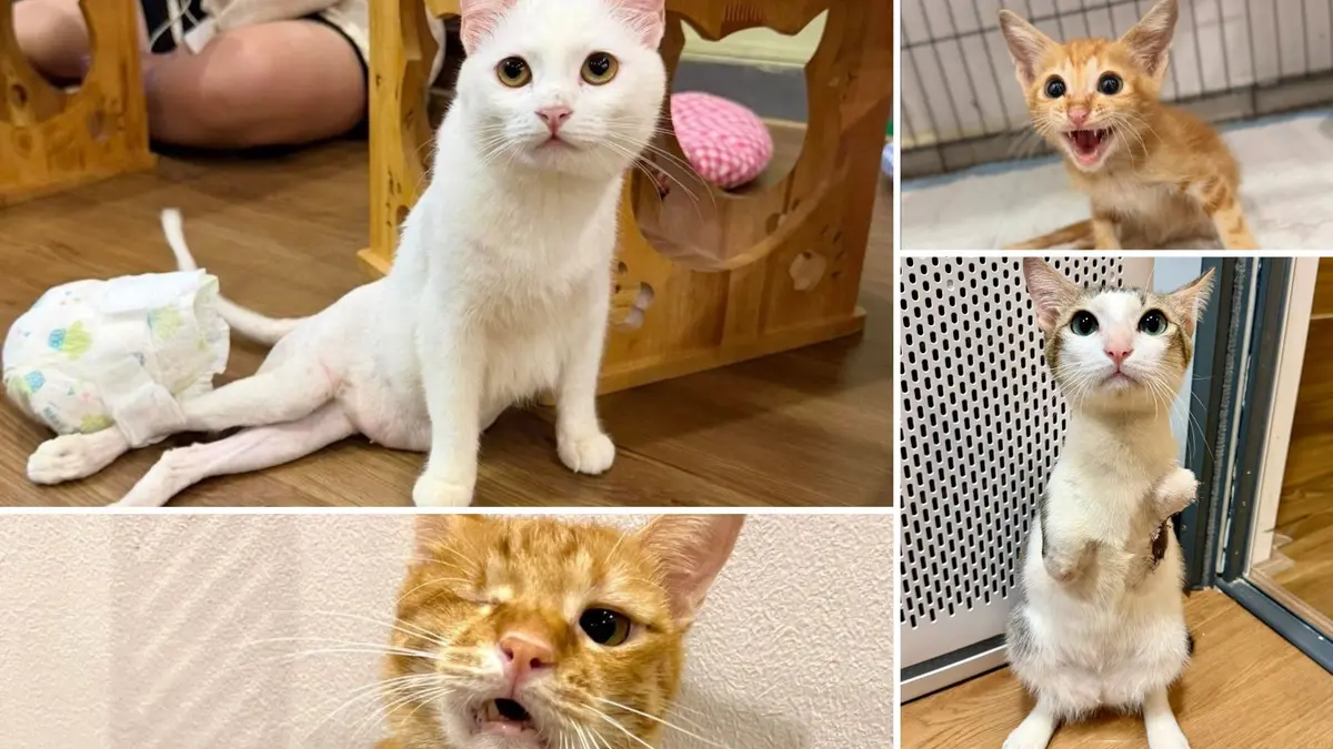 ホーチミン市の猫カフェ2選｜CATFEとBoNé Petkeryを紹介